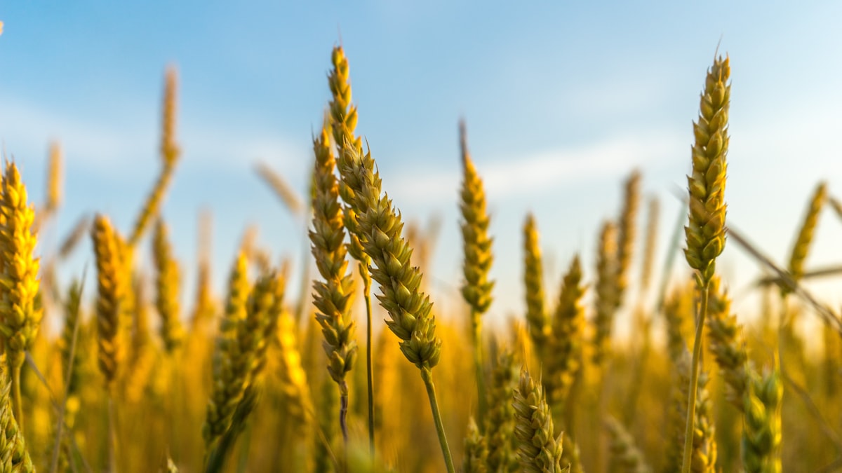 Orzo integrale biologico
